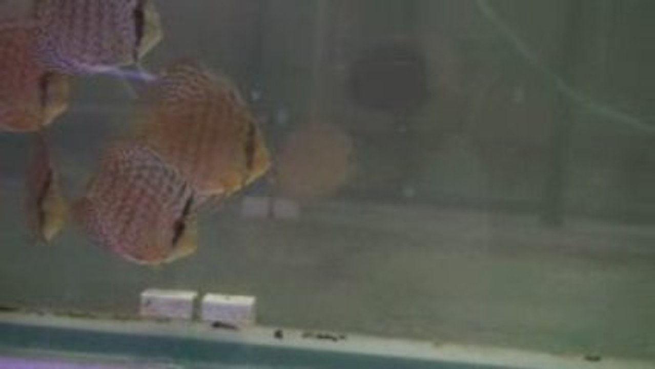 asiadiscus94 S