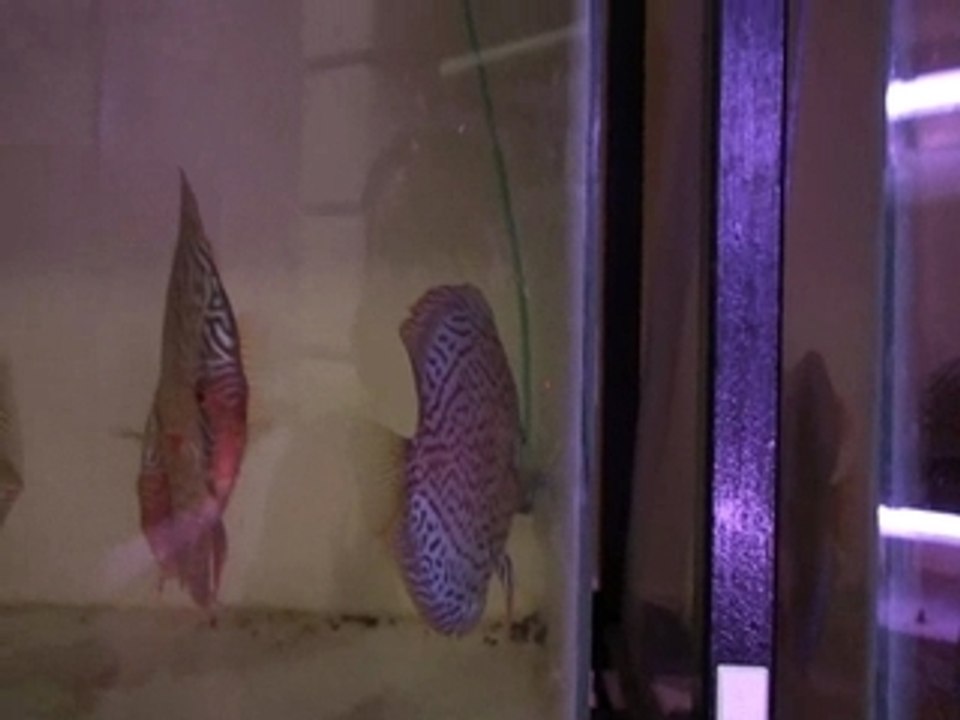 asiadiscus94 XL
