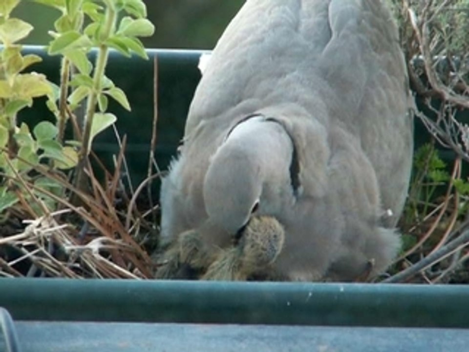 Bernadette et ses petits