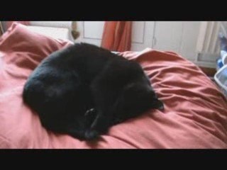 Chats du mercredi : Vert et Sieste