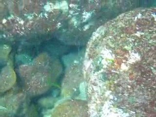 Murene Poor Knights New Zealand