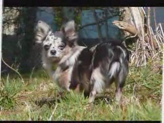 Mes petits loups