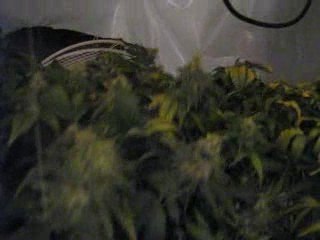 8ème J.d.C-39ème jour de Flo_ Rinçage du Boontabud