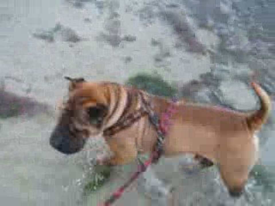 les perles de chine à la mer