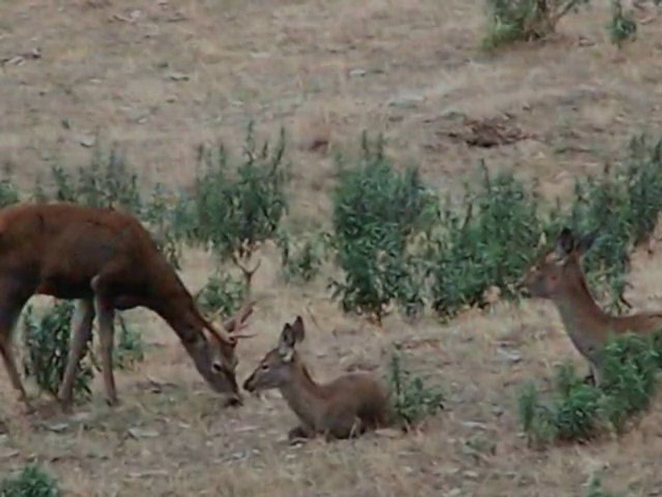 Monfragüe (Plasencia- Cáceres-Extremadura)