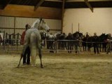 spectacle haras