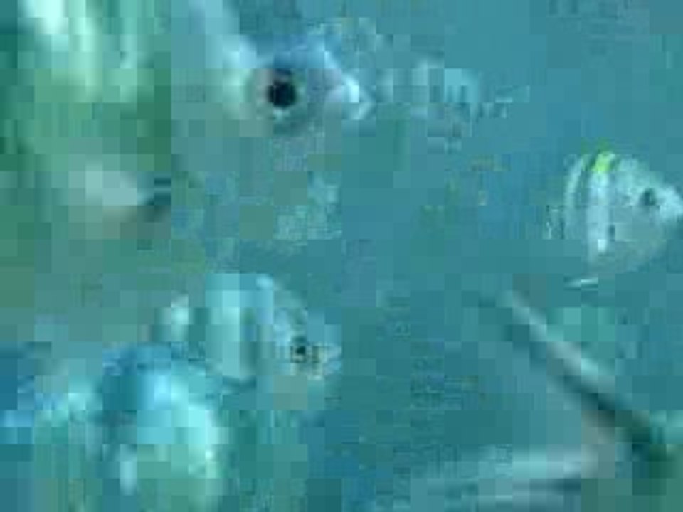 snorkeling