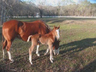 Obsessed to Skipalong 2009 APHA Colt