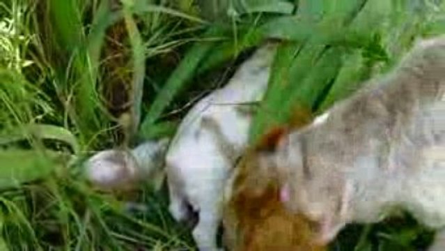 Nos petites chiennes