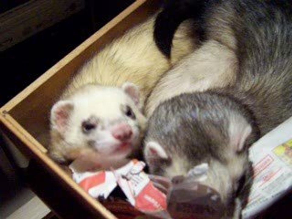 3 furets dans un tiroir