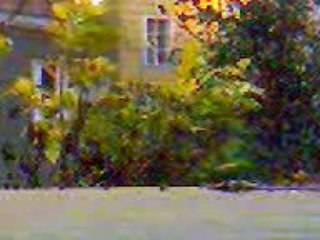 Mini ciccioli di marcolino mignone