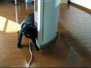 Do We Need An Air Purifier