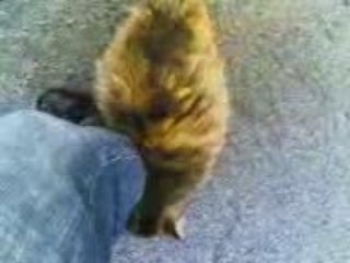 Hem şişko , hem şımarık , hem sırnaşık... / 2