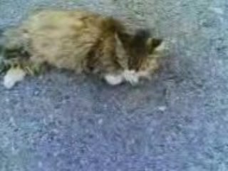 Hem şişko , hem şımarık , hem sırnaşık... / 3