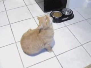 Pet Allergies Pay Off For Pet Owners - MoreFocus Video Conte