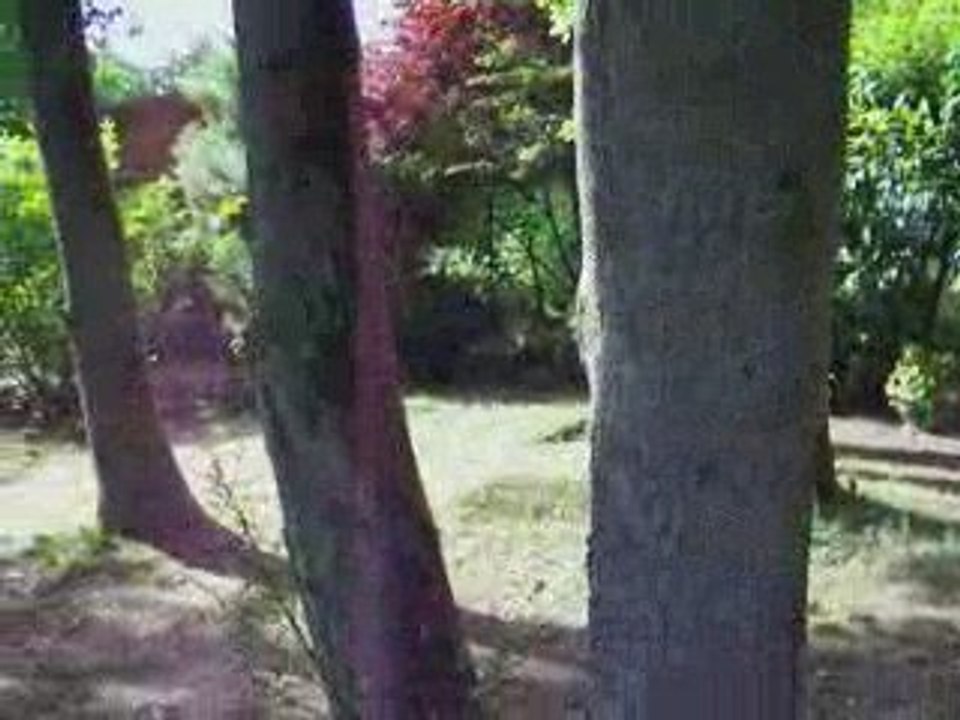 Shadow grimpe à l'arbre... grande première