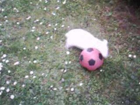 lapin qui joue au foot