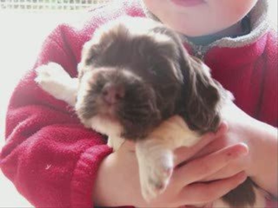 Bébes SPRINGER ANGLAIS tous marron et blanc