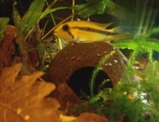 Femelle agassizii et ses petits