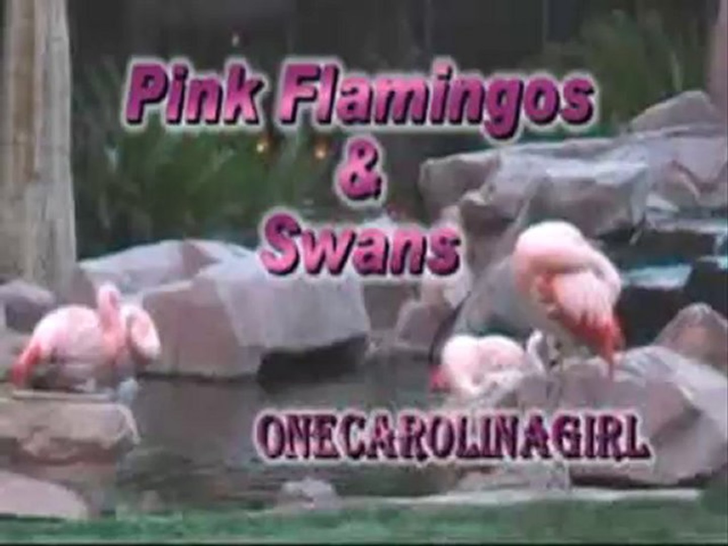 Pink Flamingos and Swans