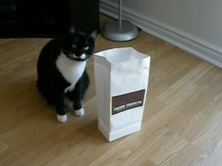 Tocqueville et le sac en papier