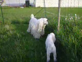 A la chasse aux lapins