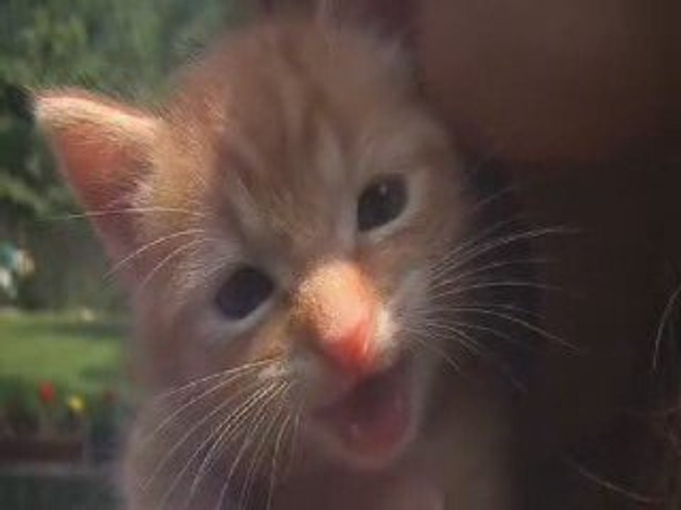 Hilarious mEga-Spectacular Kitten Roar in Slo-Mo