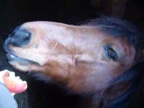 flambeau au mesnil d'argences