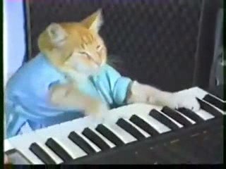 Play Flores Off, Keyboard Cat