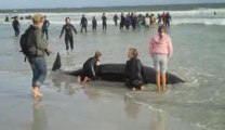 Normanites help save beached whales