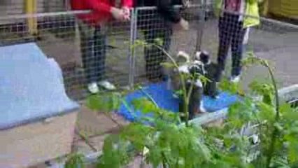 Bearde Collie valpar 9v. 001