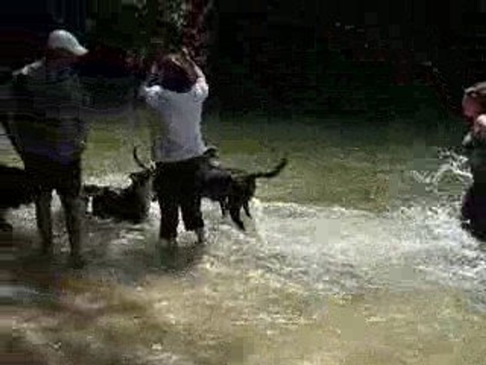 Chiens dans la Sorgue