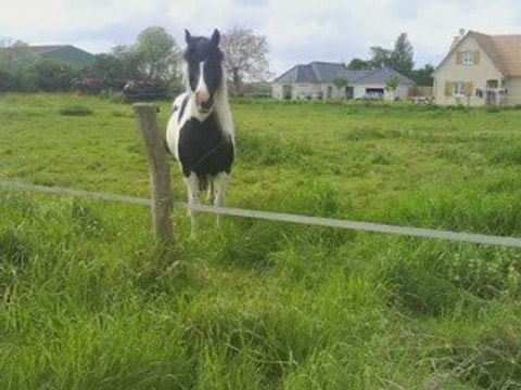 Ballade Vidéo galop embarqué soleil !