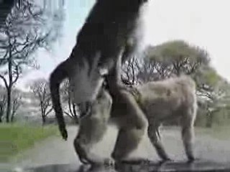 Surprise au Zoo