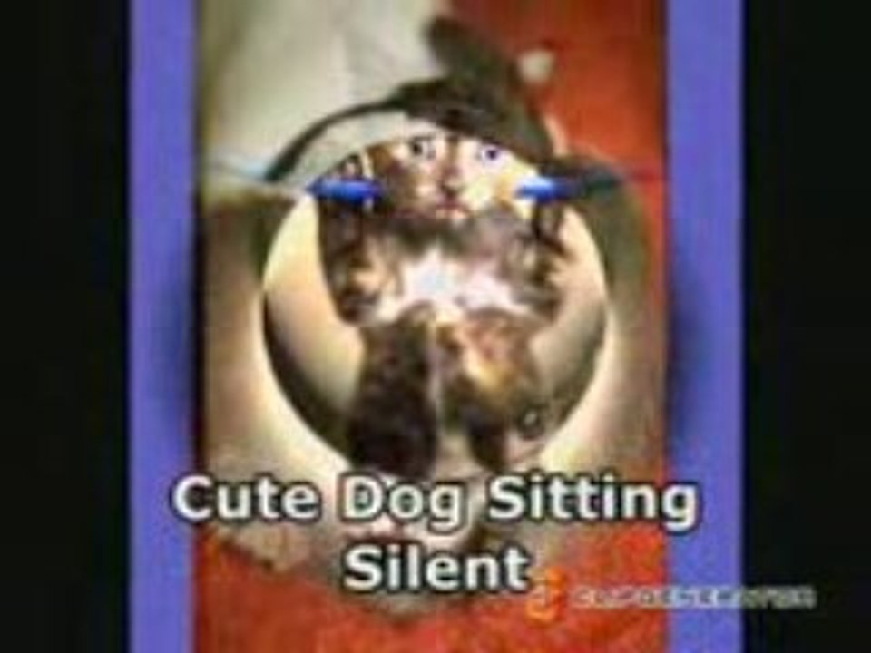 Cute animals