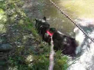 LES CHIENS A L'EAU