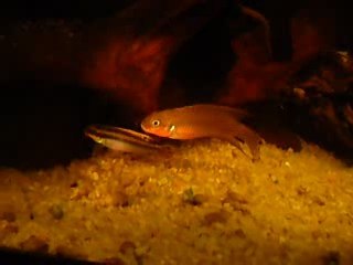 Repro Pelvicachromis taeniatus nigeria rouge (red)