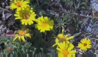 Últimos murcianos de Vicente Molina