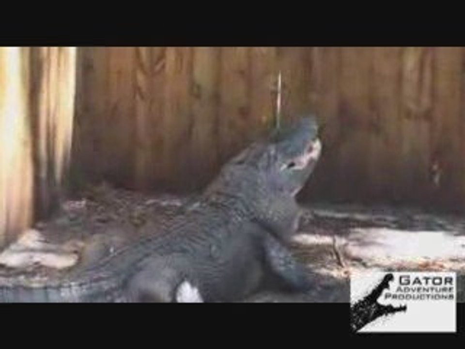 Alligator explose une pastèque en un coup machoire
