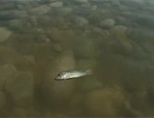 Les sionistes assèchent la mer morte