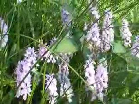 Saint-Sauves: Orchis