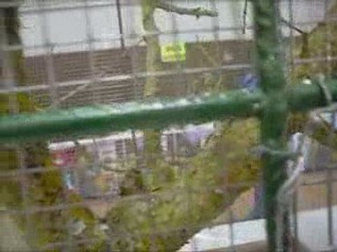 Les oiseaux exotiques par Marybell 1ère partie