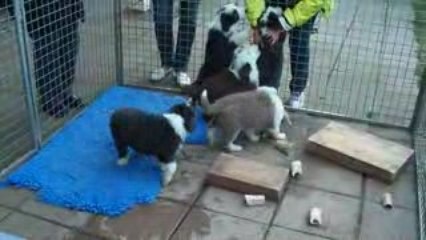 Bearde Collie valpar 9v. 003