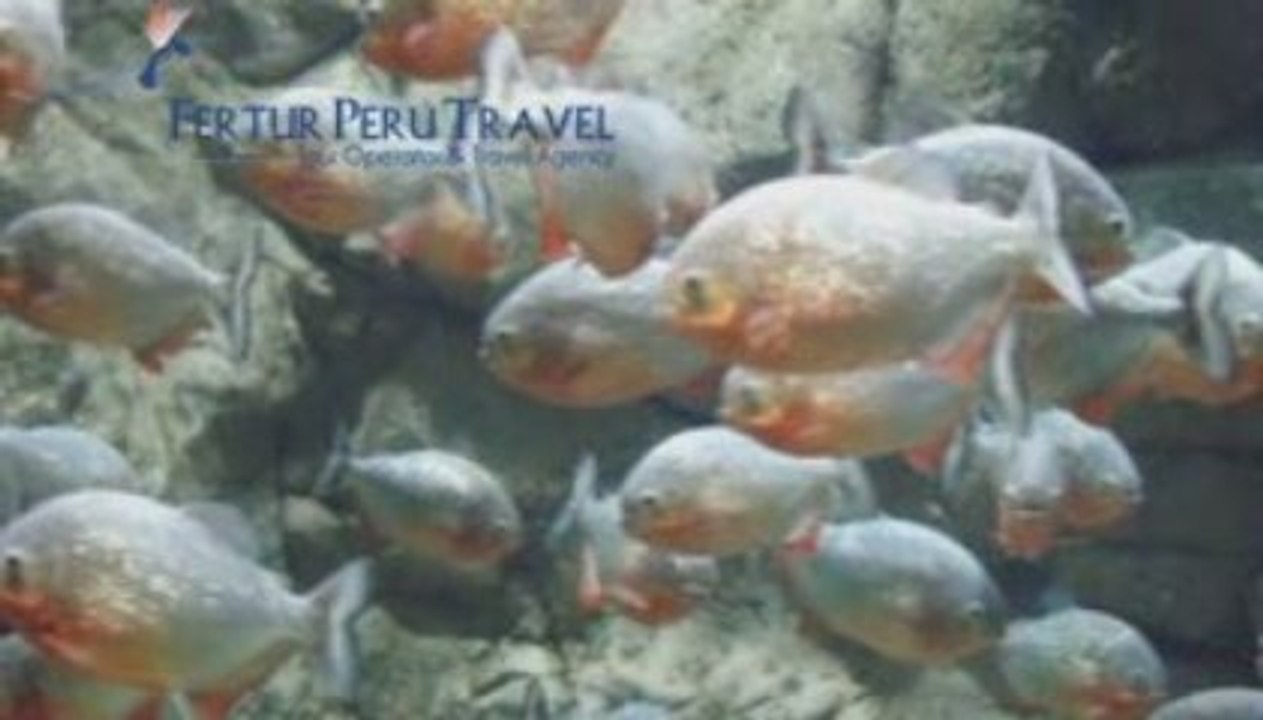 Iquitos Tours - Discover the variety of fauna around Iquitos