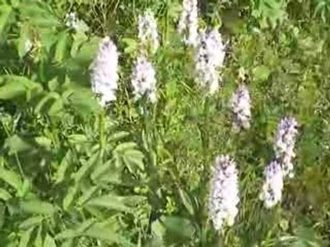 Saint-Sauves: Orchis