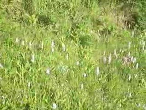 Saint-Sauves: Des orchis à foison