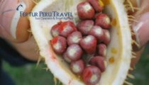 Iquitos Travel - The flora of Iquitos
