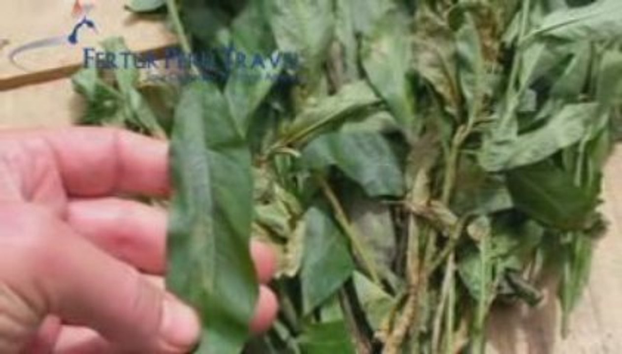 Iquitos Tours - The Native People of the Jungle