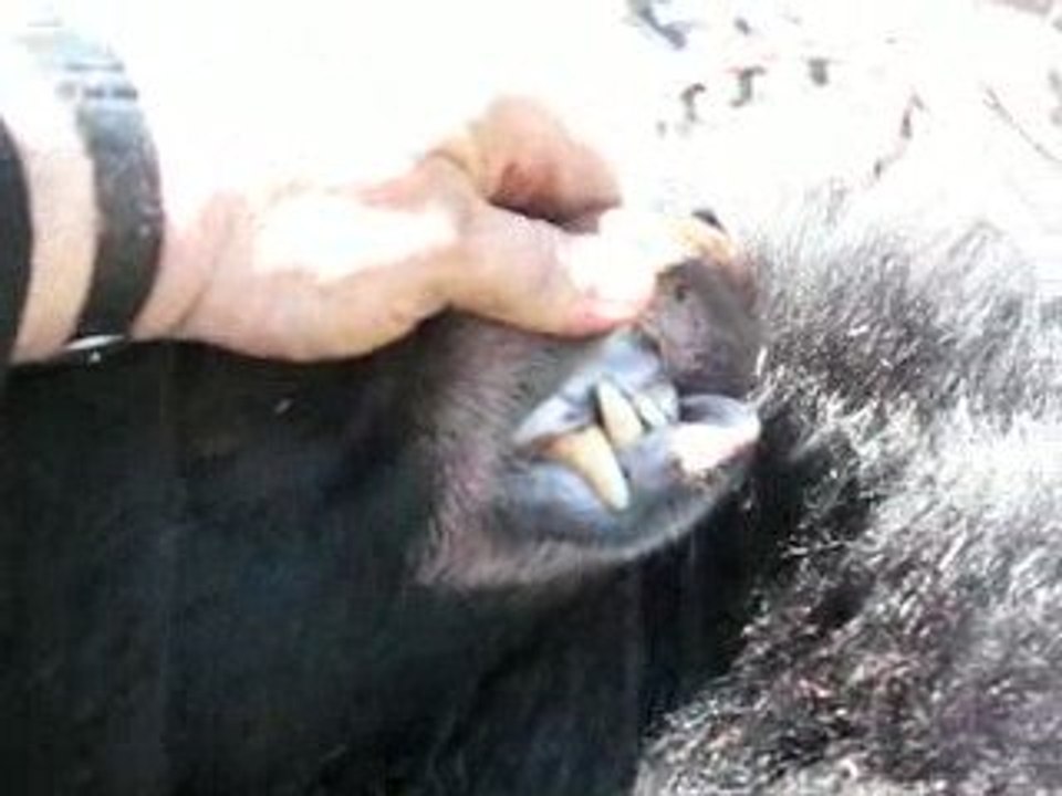 Ours pour denis 012