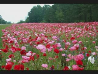 Brand Yourself, Become Popular, Build a Fanbase - Part 6